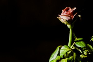 Pentacon on Nikon